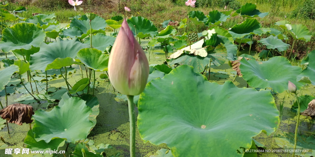 小荷才露尖尖角