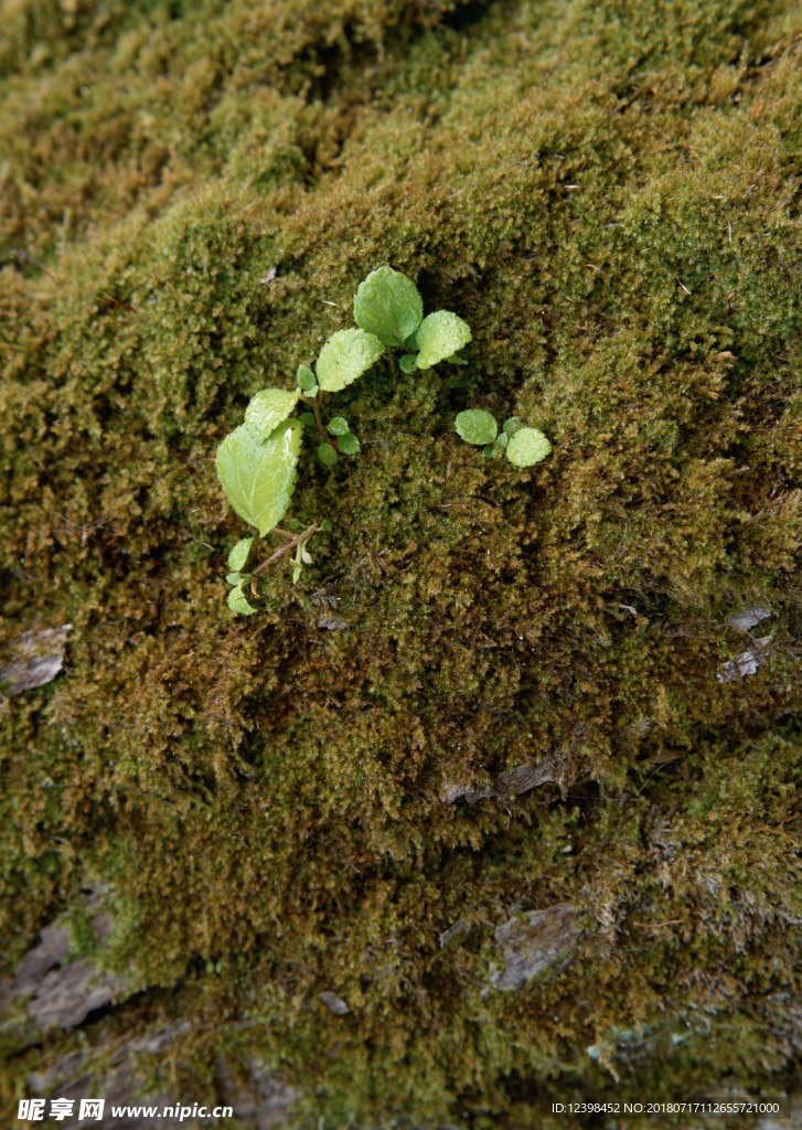 青青的苔藓