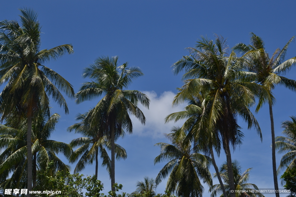 泰国旅游风景椰树晴天