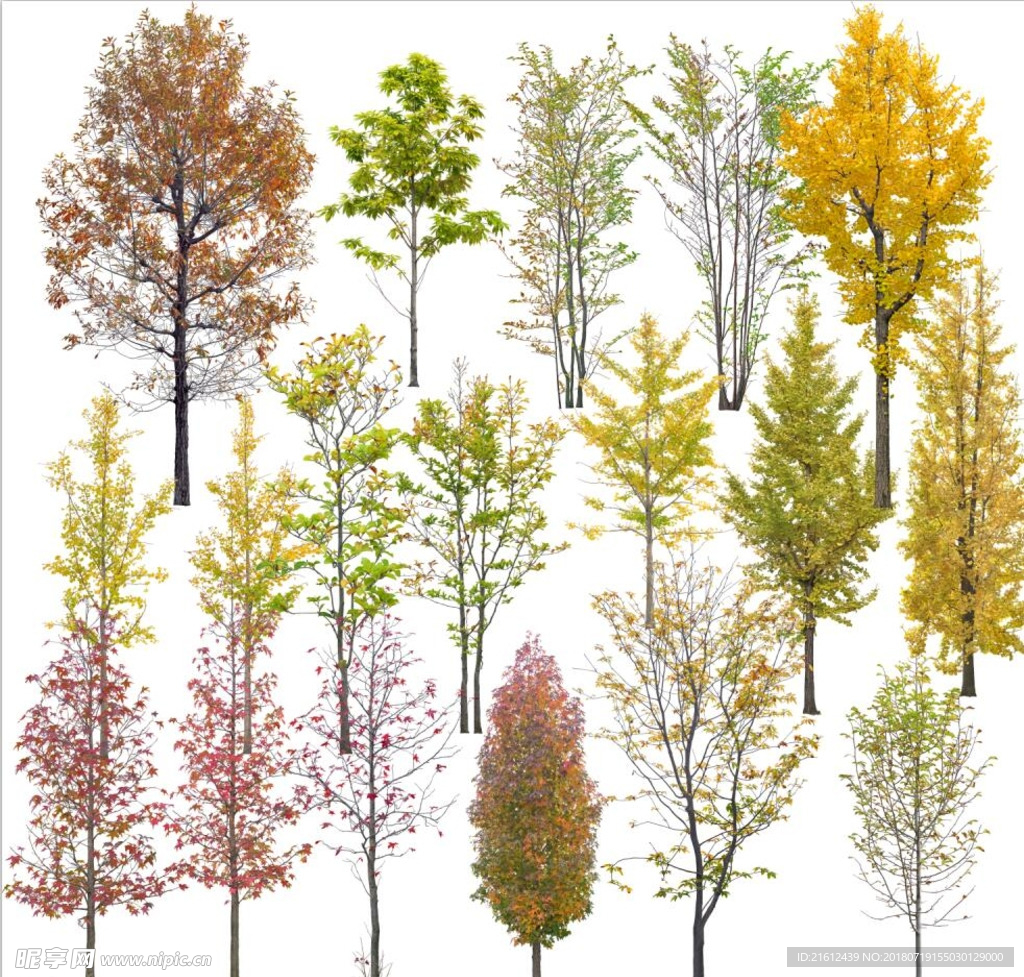 高清植物 效果素材 花 清晰