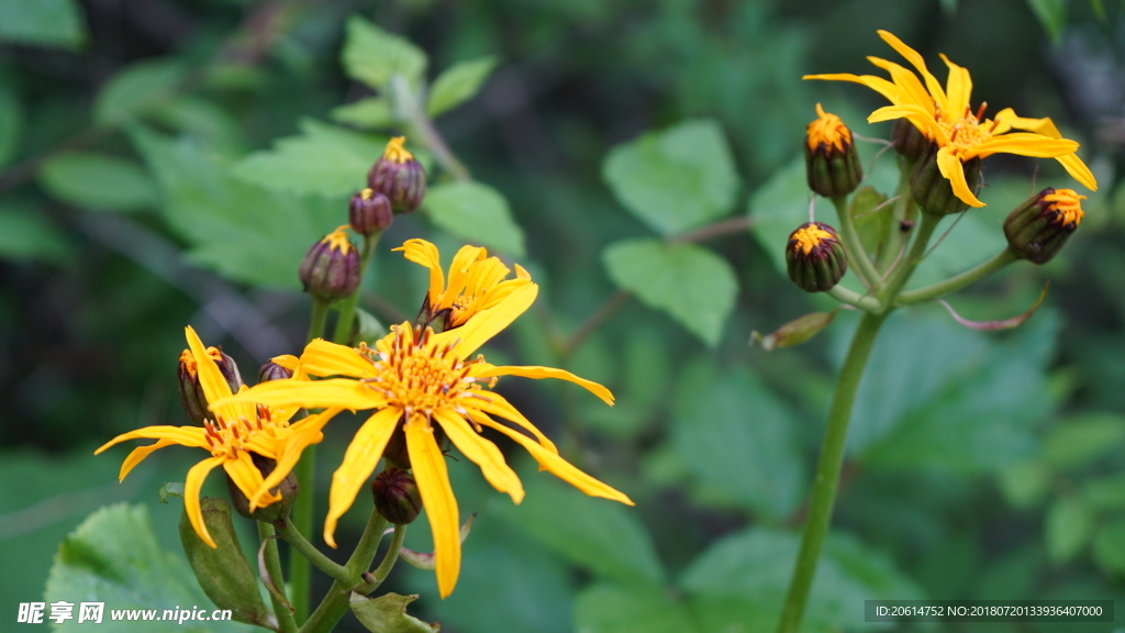 盛开的黄色花朵