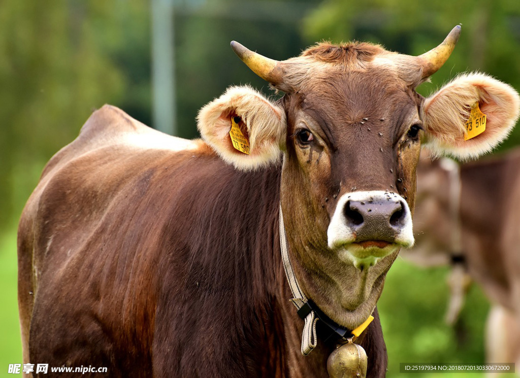 肉牛 牛 牛高清图片
