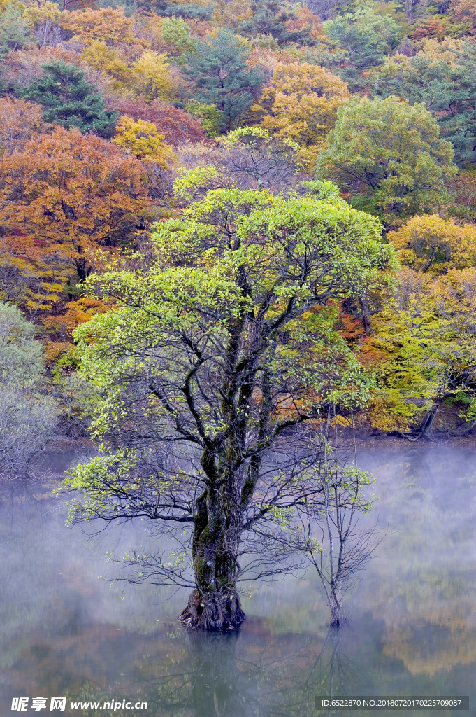 秋天景色 水中树木
