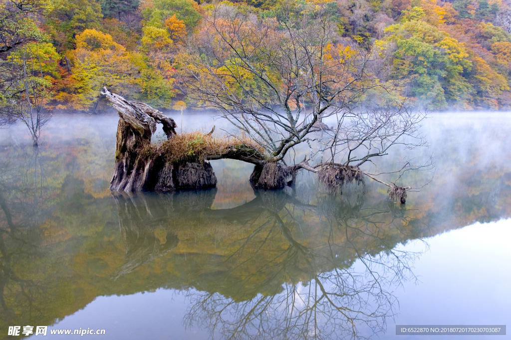 水中树木 湖泊风景