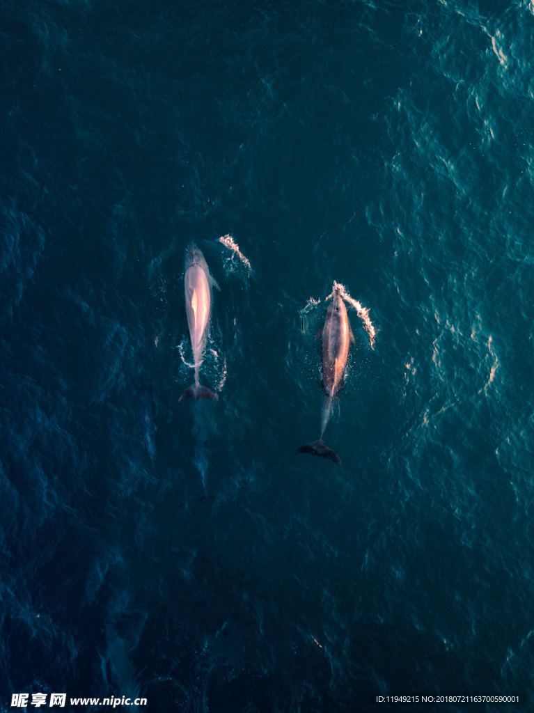 海底世界  鱼摄影