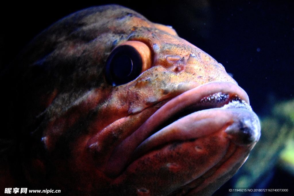 海底世界  鱼摄影