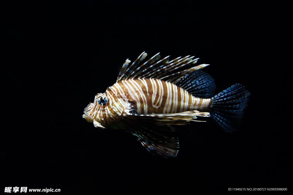 海底世界  鱼摄影