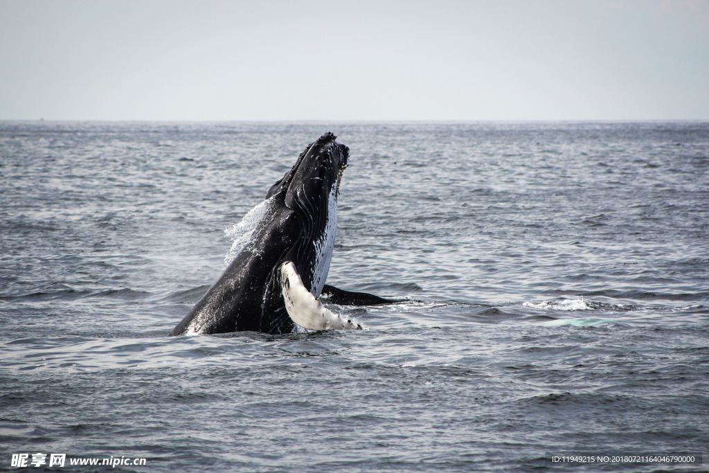 海底世界  鱼摄影