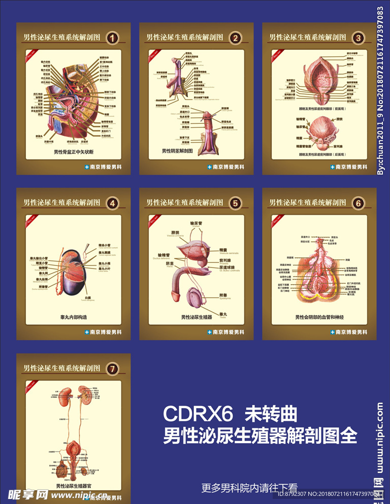 男性生殖泌尿生殖系统