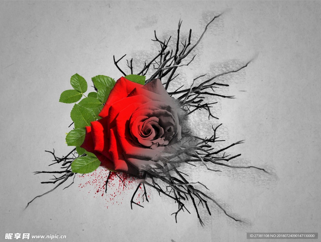 玫瑰图片 被燃烧的玫瑰