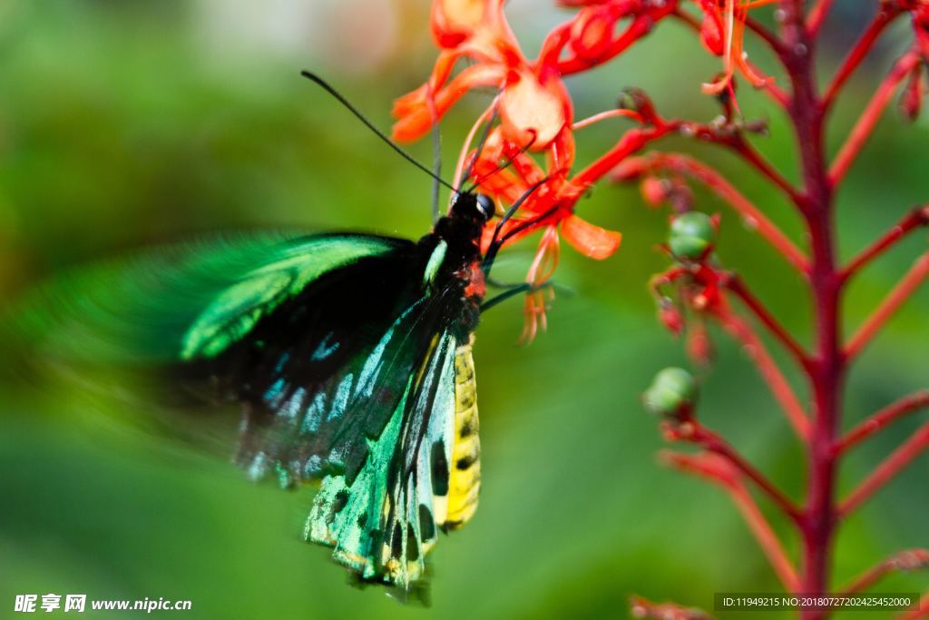 彩色的蝴蝶   飞虫摄影