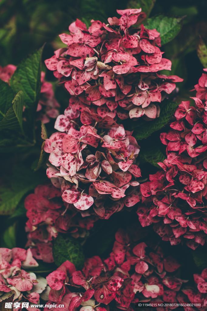 玫瑰花摄影 玫瑰花苞 七彩玫瑰