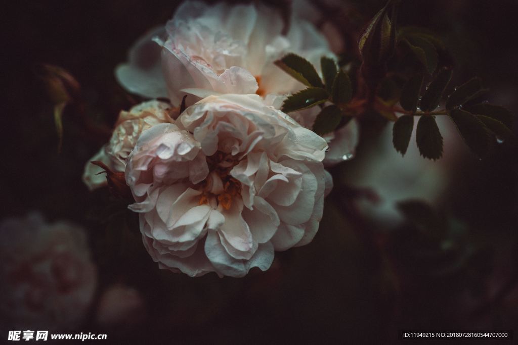 玫瑰花摄影    玫瑰花苞