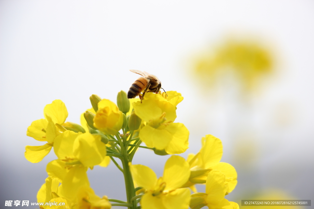 油菜花蜂蜜