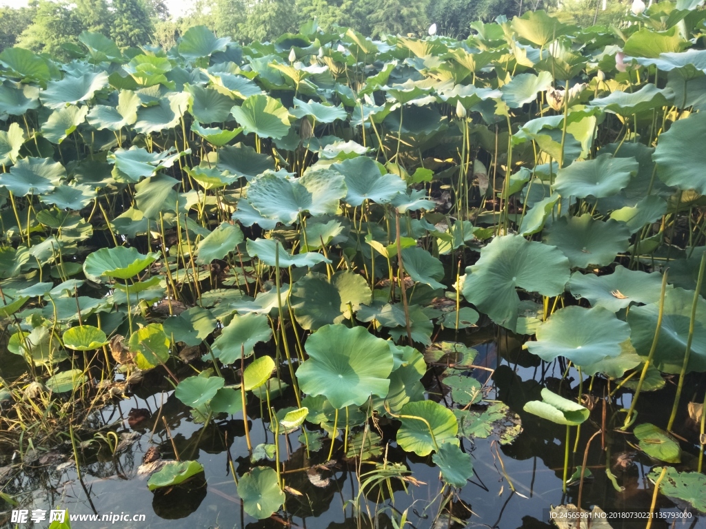 荷叶  荷   绿叶  绿荷