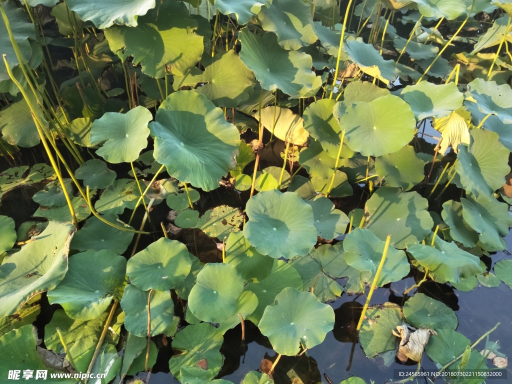 荷叶  荷   绿叶  绿荷