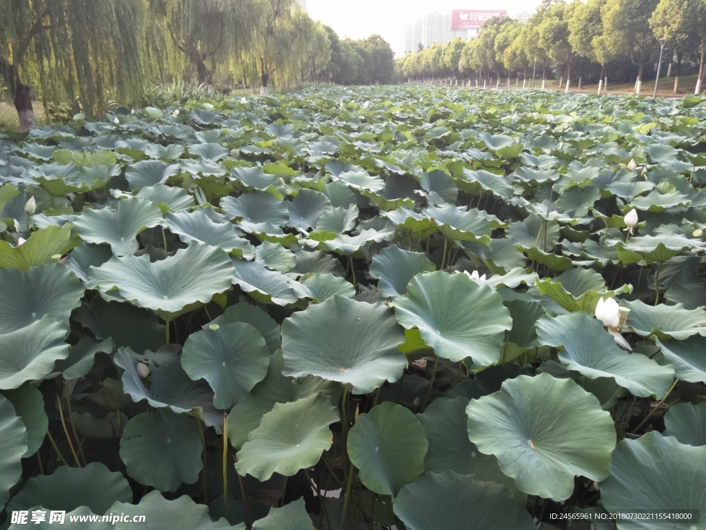 荷叶  荷   绿叶  绿荷
