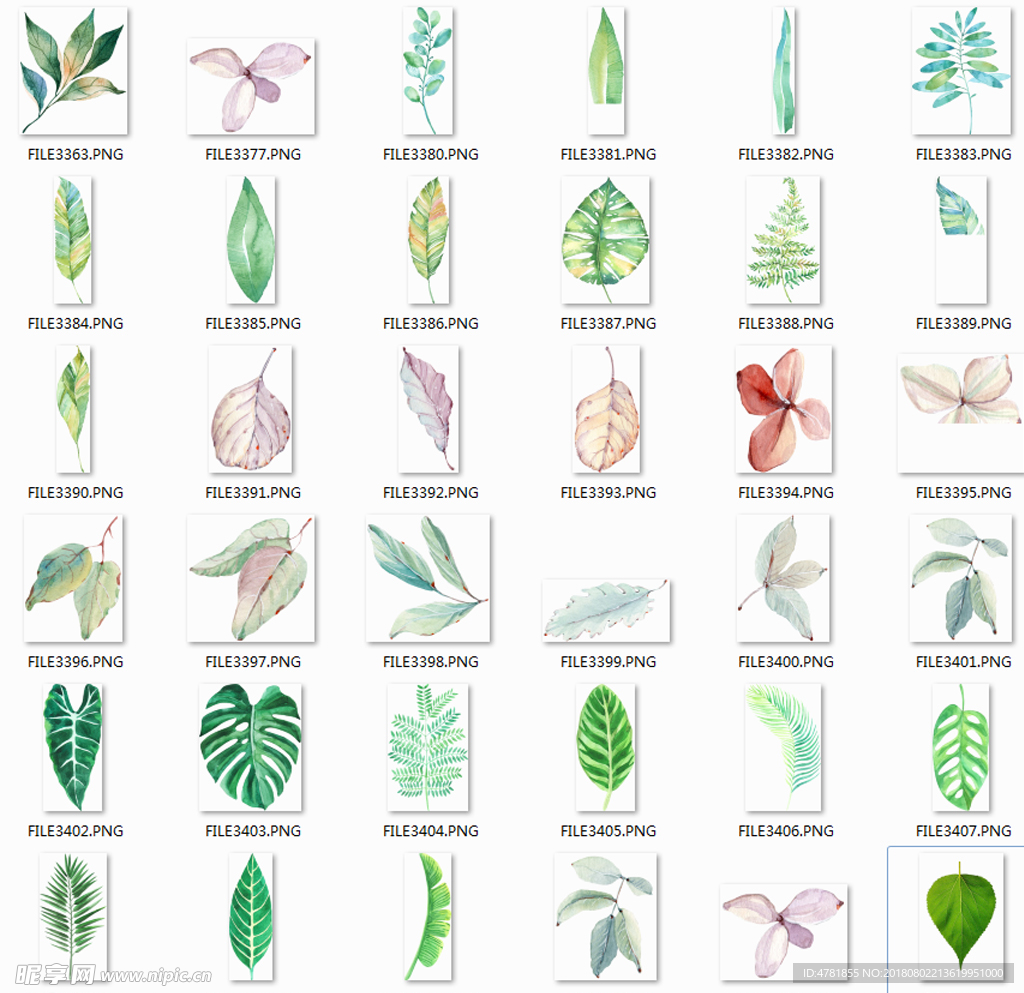 透明背景树叶png素材合辑