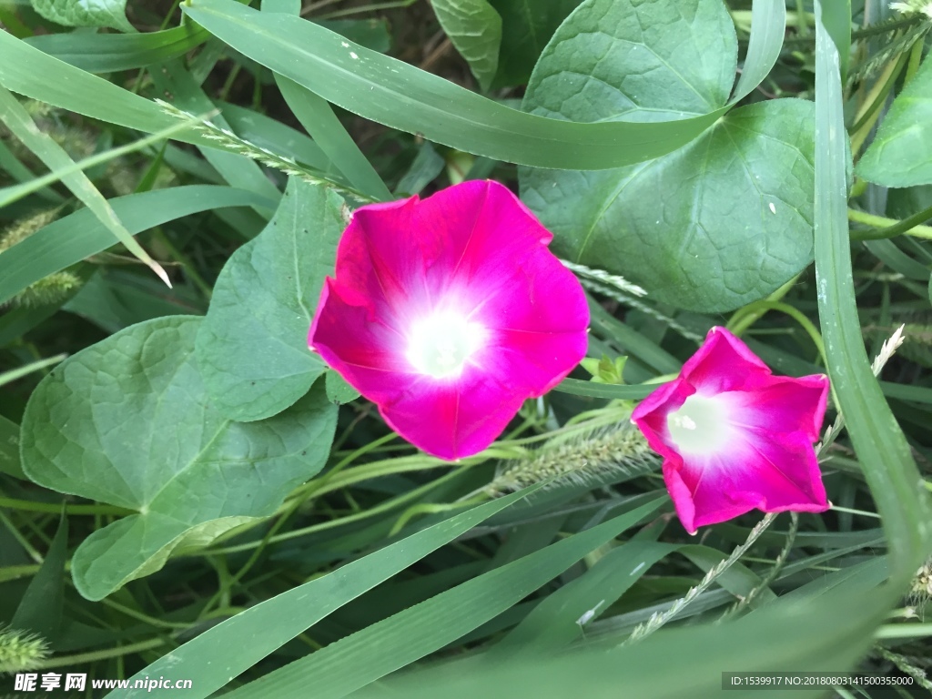 牵牛花