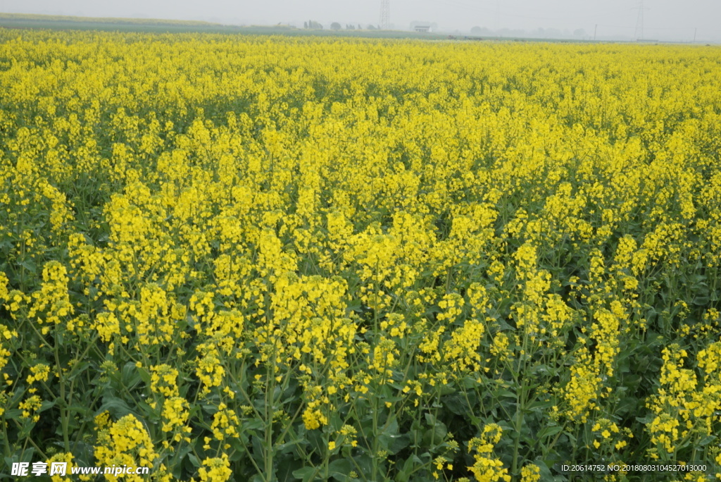 金灿灿的油菜花