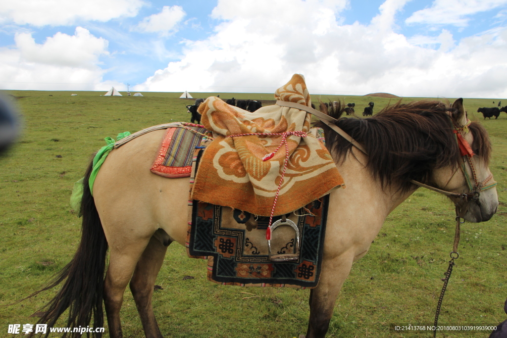 草原马匹