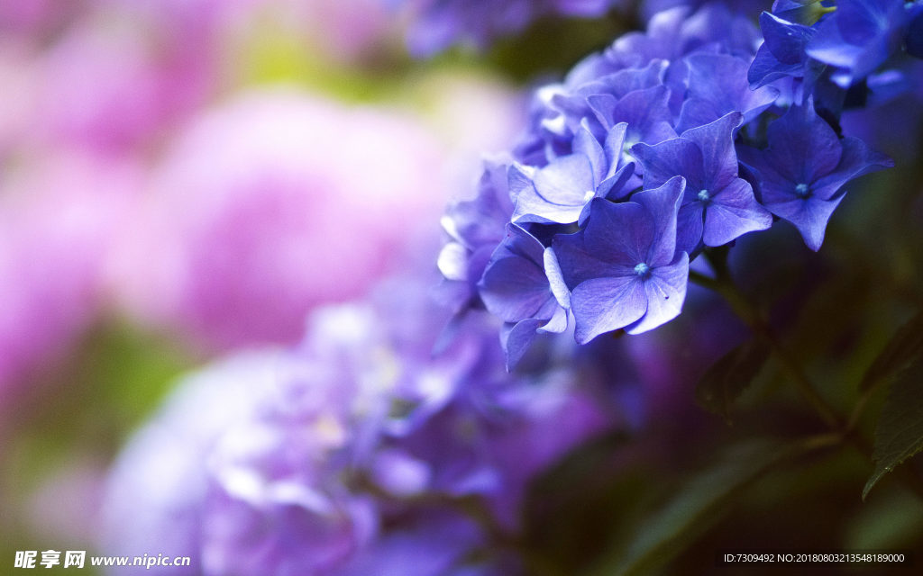 盛开的紫色鲜花