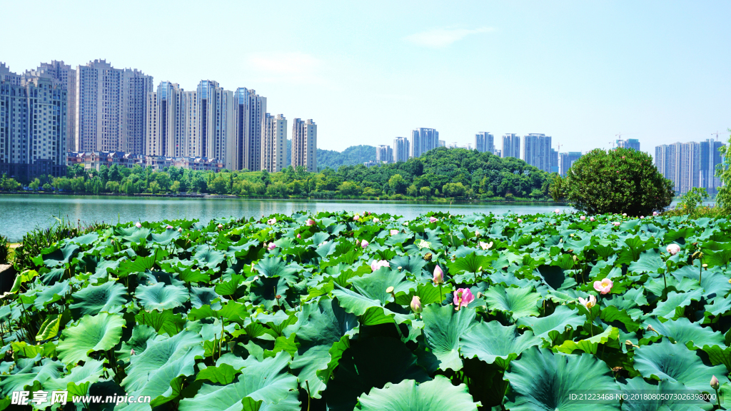 荷塘与楼群