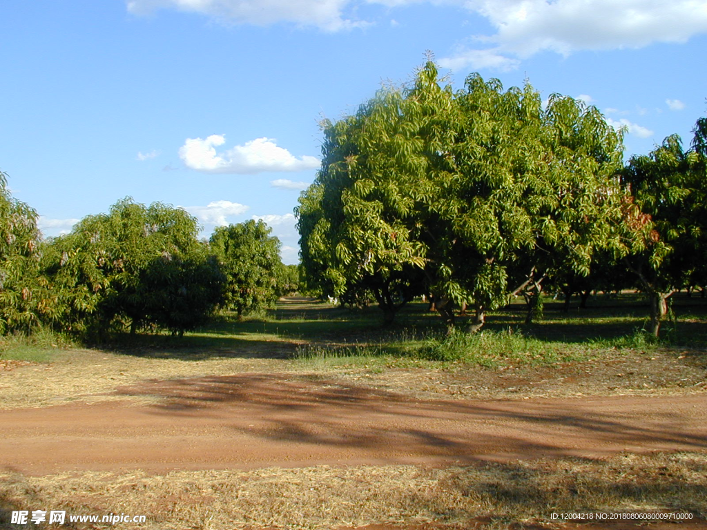 芒果园