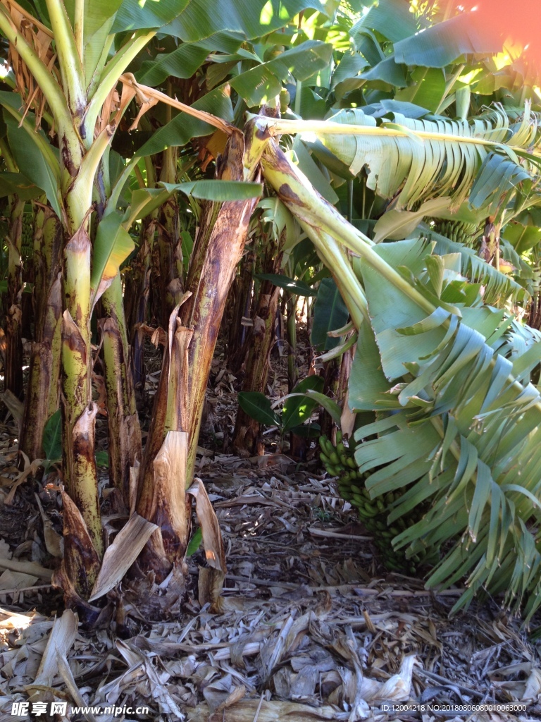 香蕉种植基地