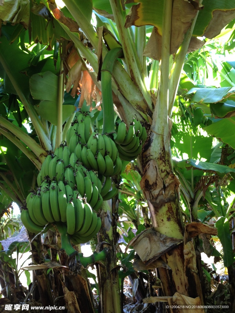 进口香蕉树