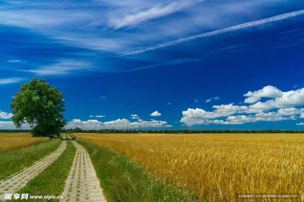 蓝天小麦景观图片