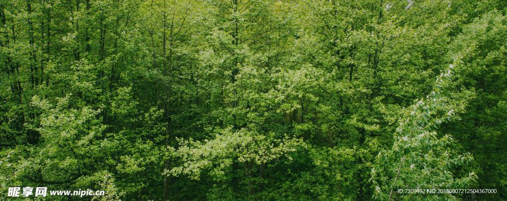 茂密的森林丛林景观