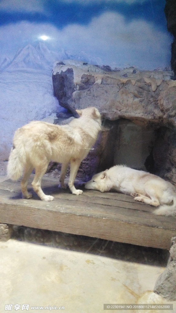 美景 风景 旅游 海洋 动物