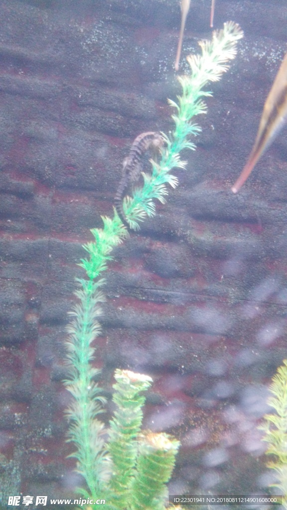 美景 风景 旅游 海洋 动物