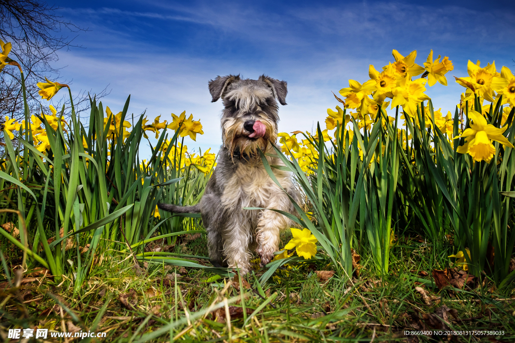 犬水仙属雪納瑞