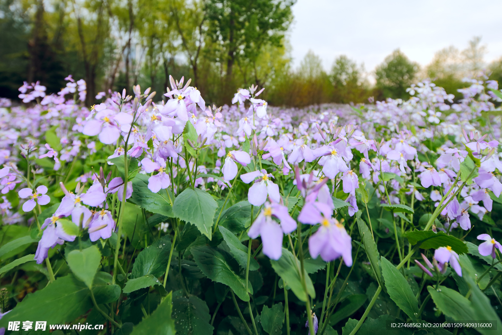 小清新   花   素材