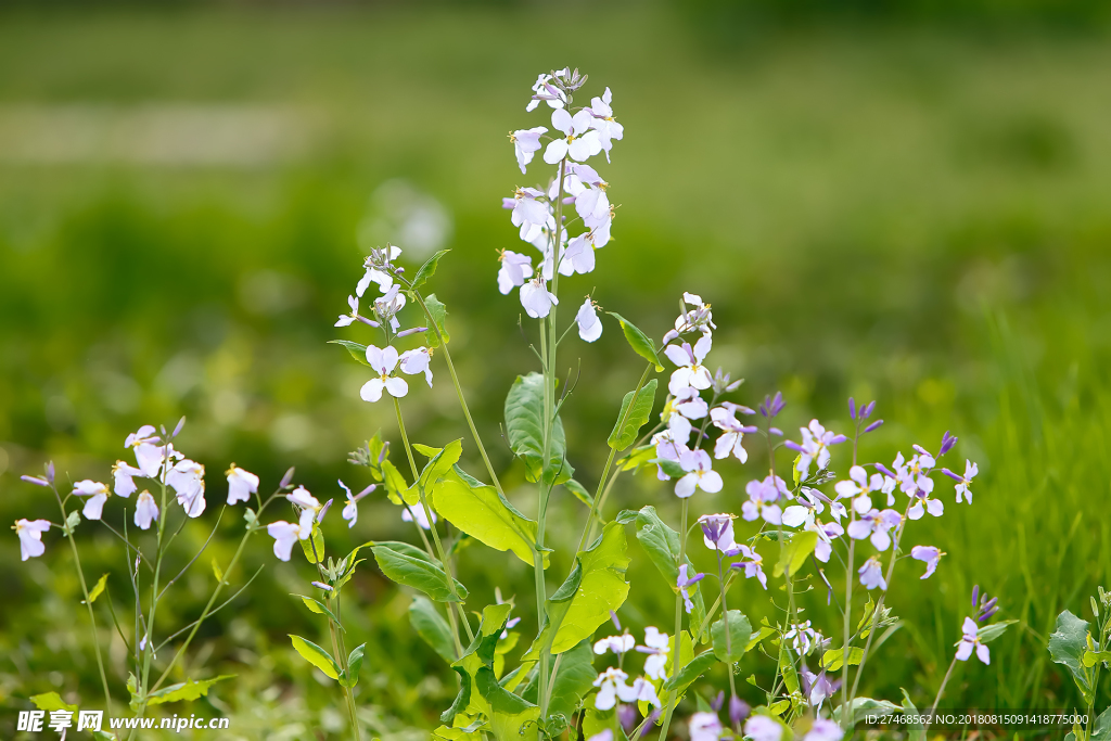 小清新   花   素材