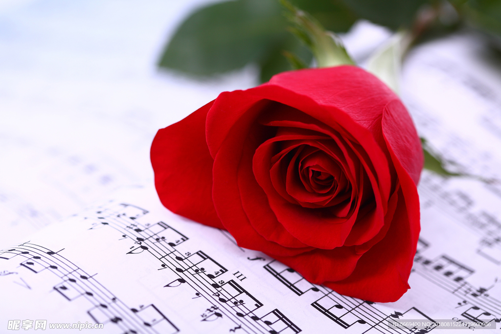 玫瑰音符特写红色花卉