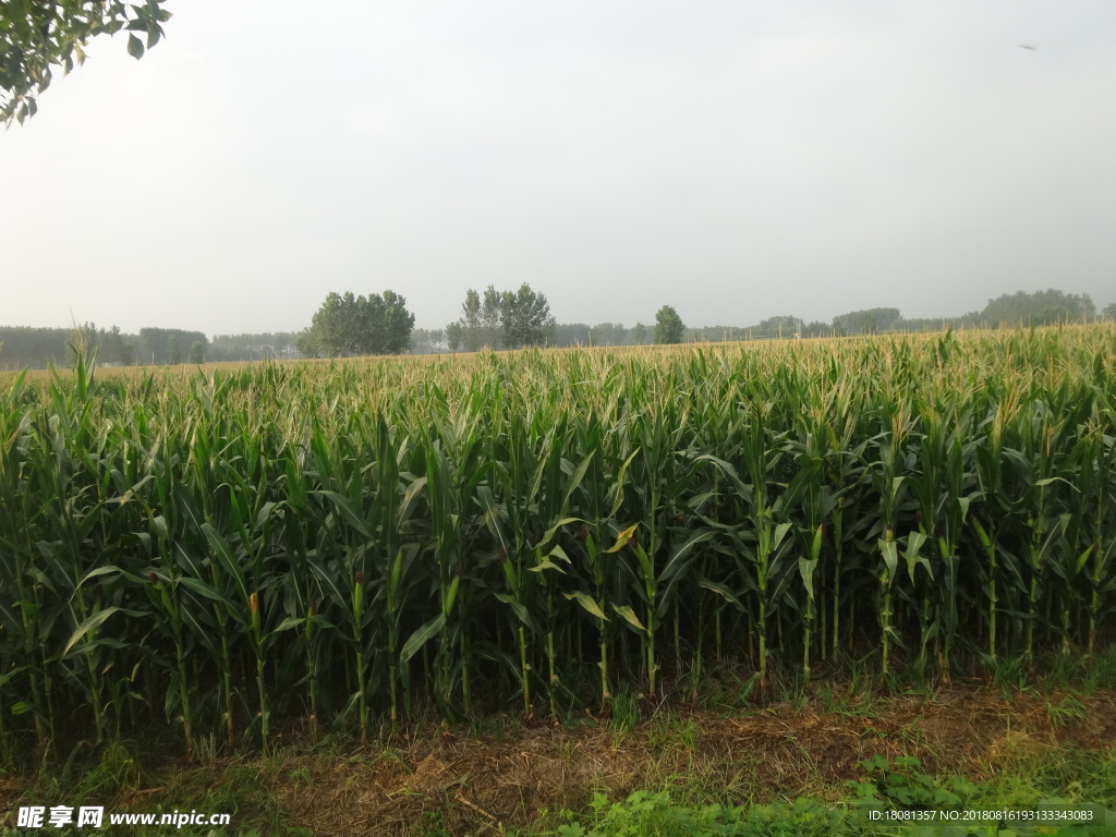 玉米地