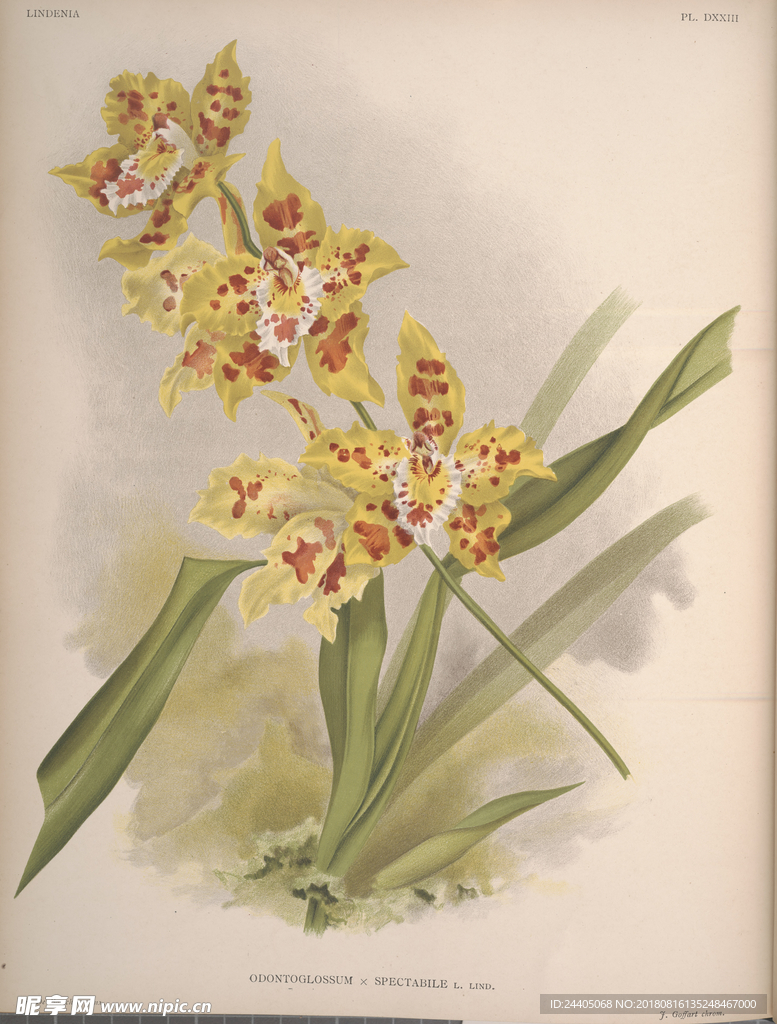 装饰画 欧美装饰画 手绘花卉