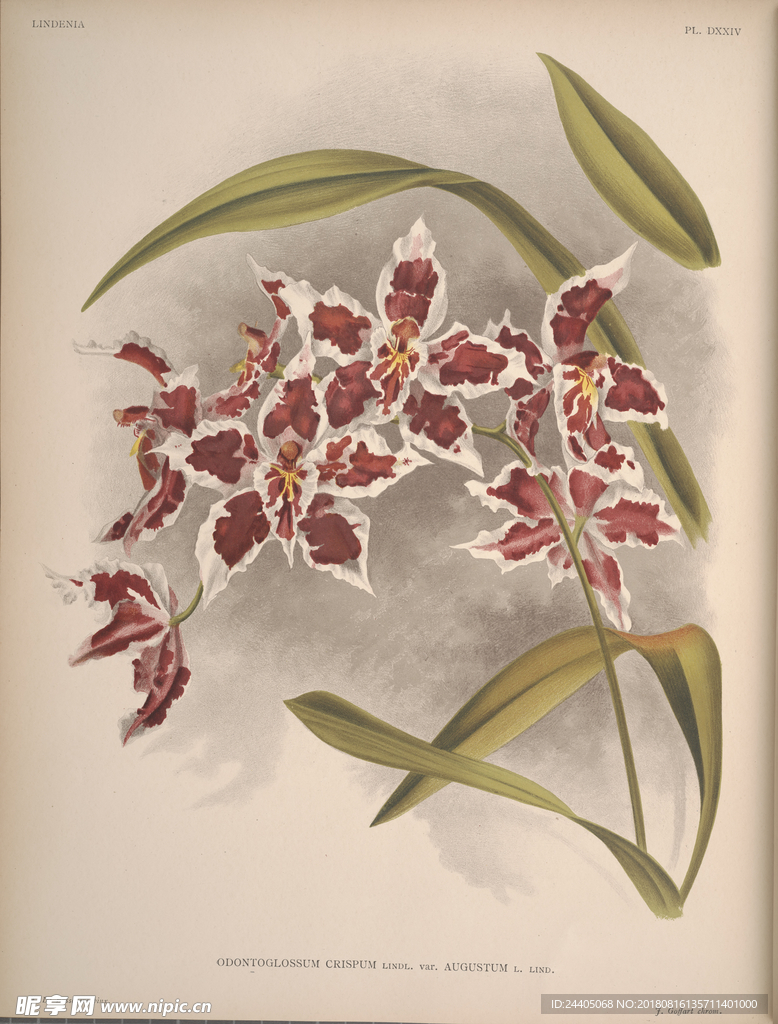 装饰画 欧美装饰画 手绘花卉