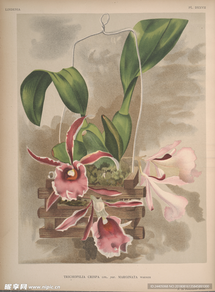 装饰画 欧美装饰画 手绘花卉