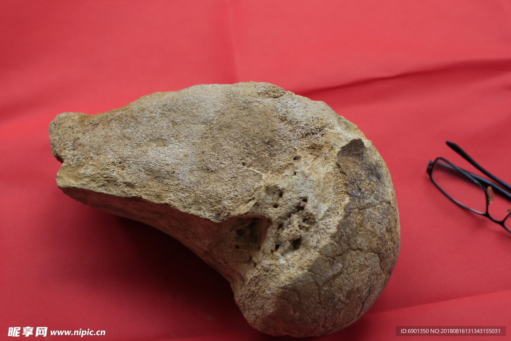 中药龙骨—古代动物化石