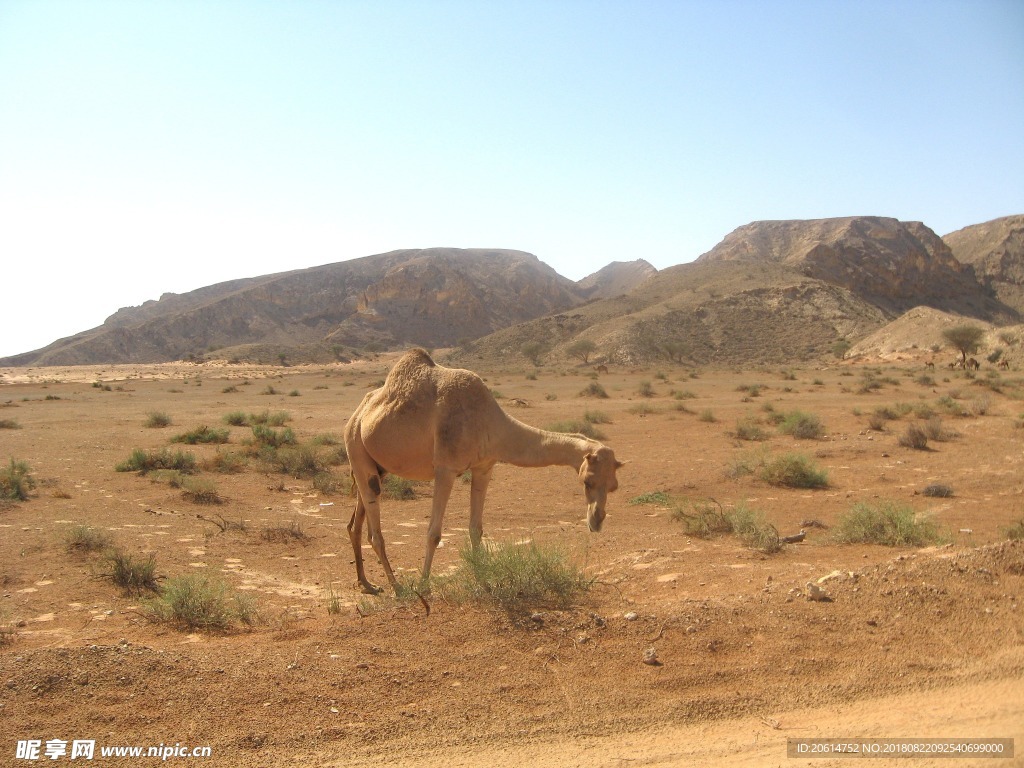 觅食的骆驼