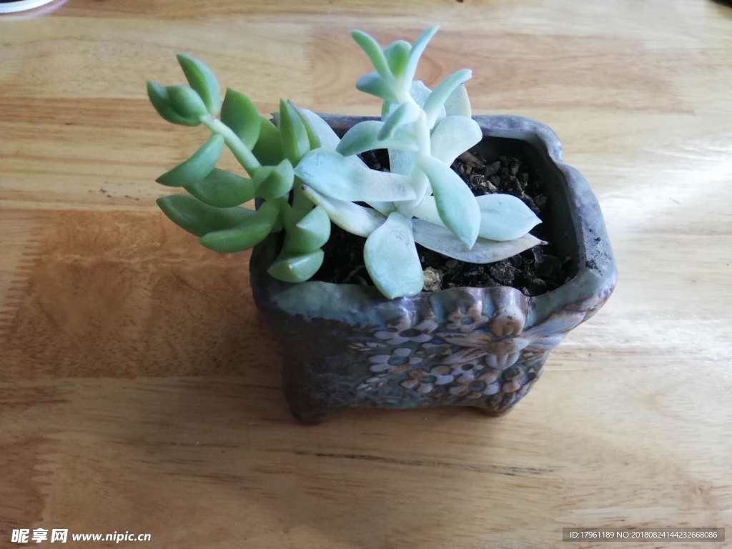 多肉 实拍 实物