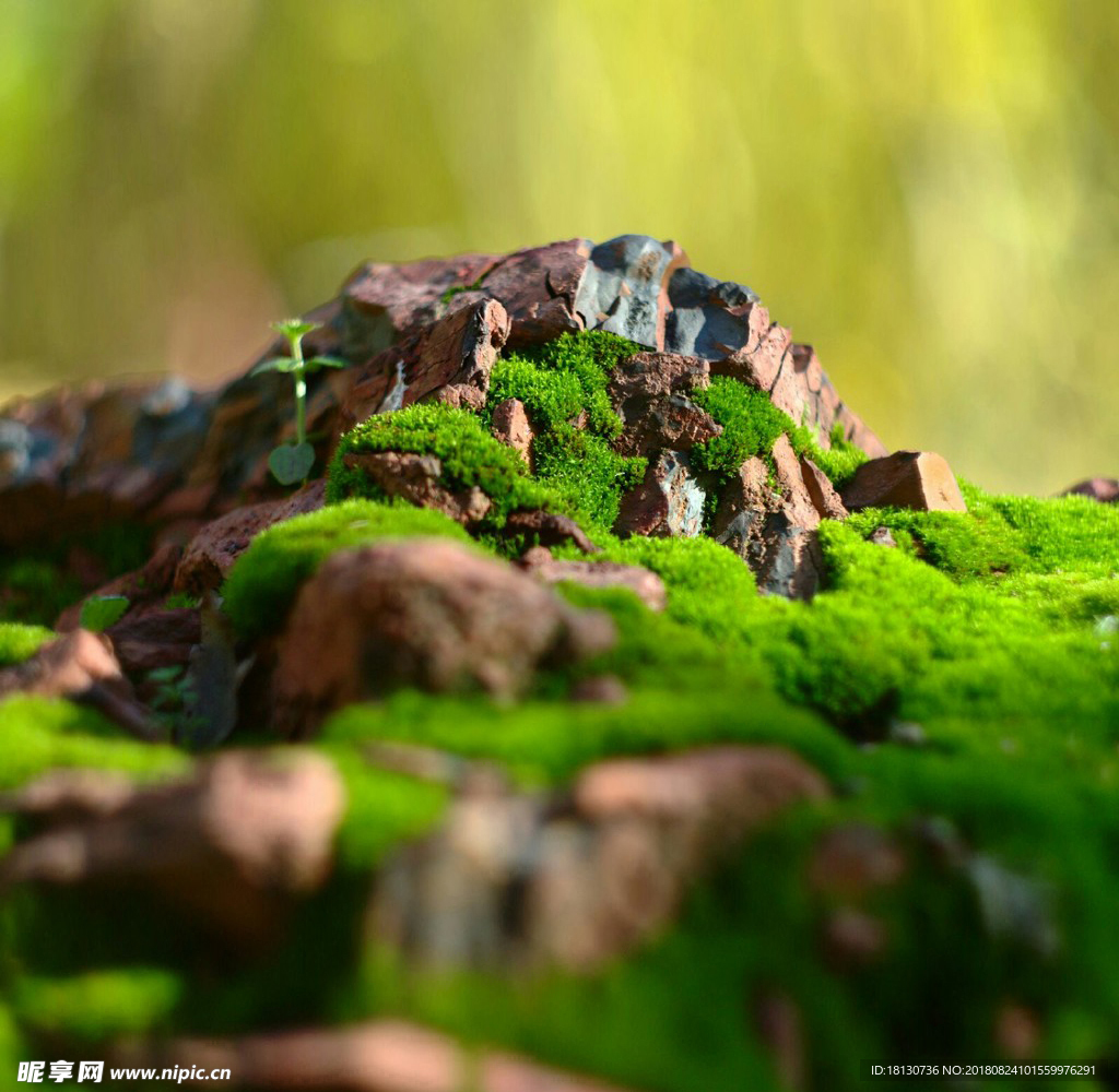 绿色青苔高清大图