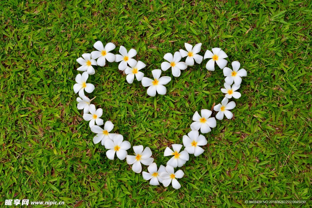 缅栀花心形符号草花卉