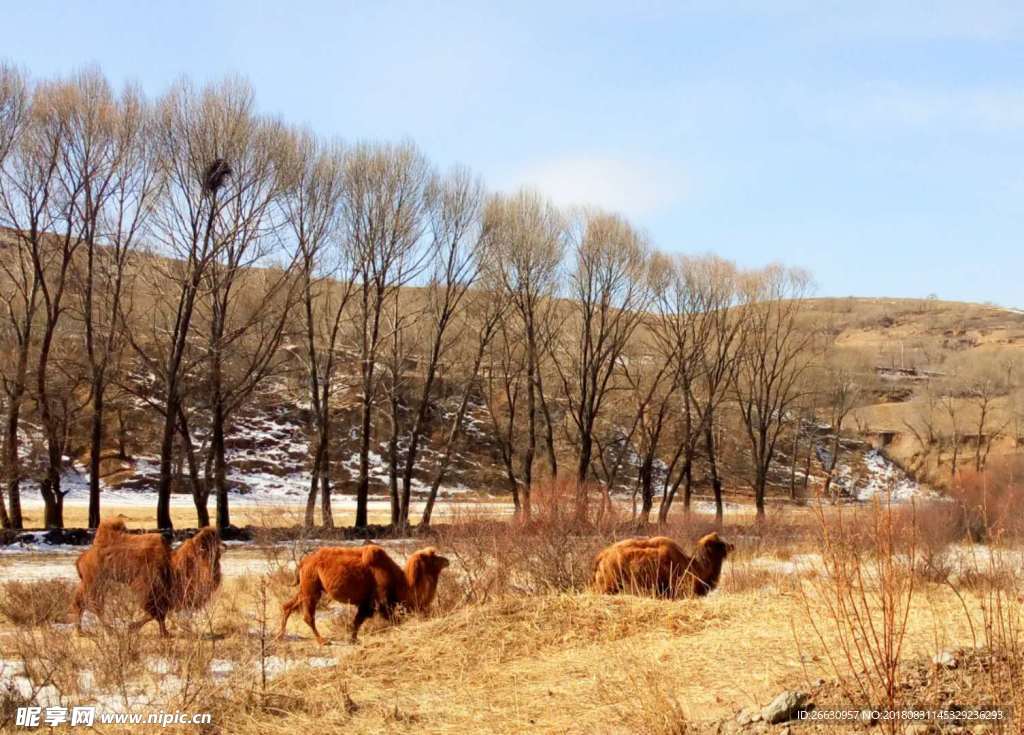 偶遇在山地奔跑的可爱骆驼一