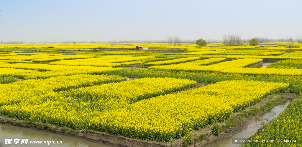 油菜花 花海 游人如织 蜜蜂