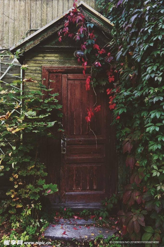 爬满植物的木门